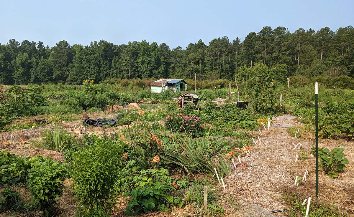 A garden with flowers, vegetables, and other plants.