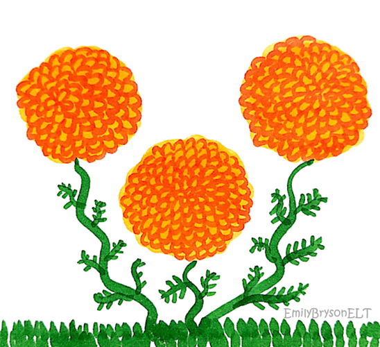 marigolds drawing