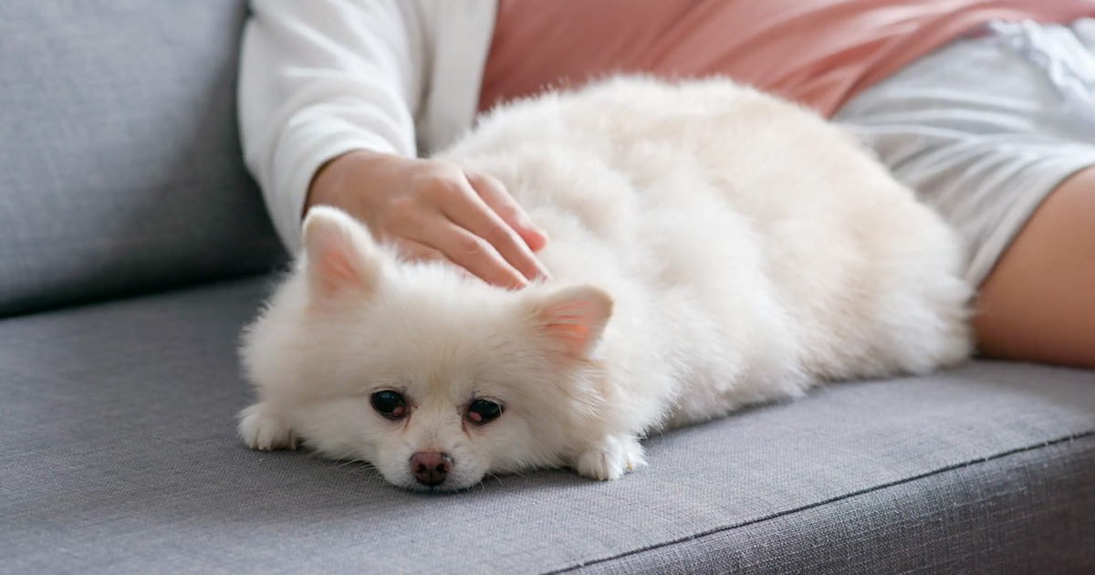 pet – Ellii (formerly ESL Library)